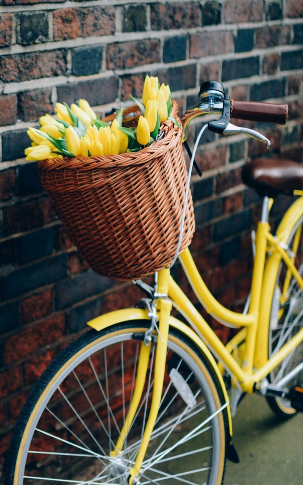 Yellow Tulips Flower Basket & Bike 4K Ultra HD Mobile Wallpaper