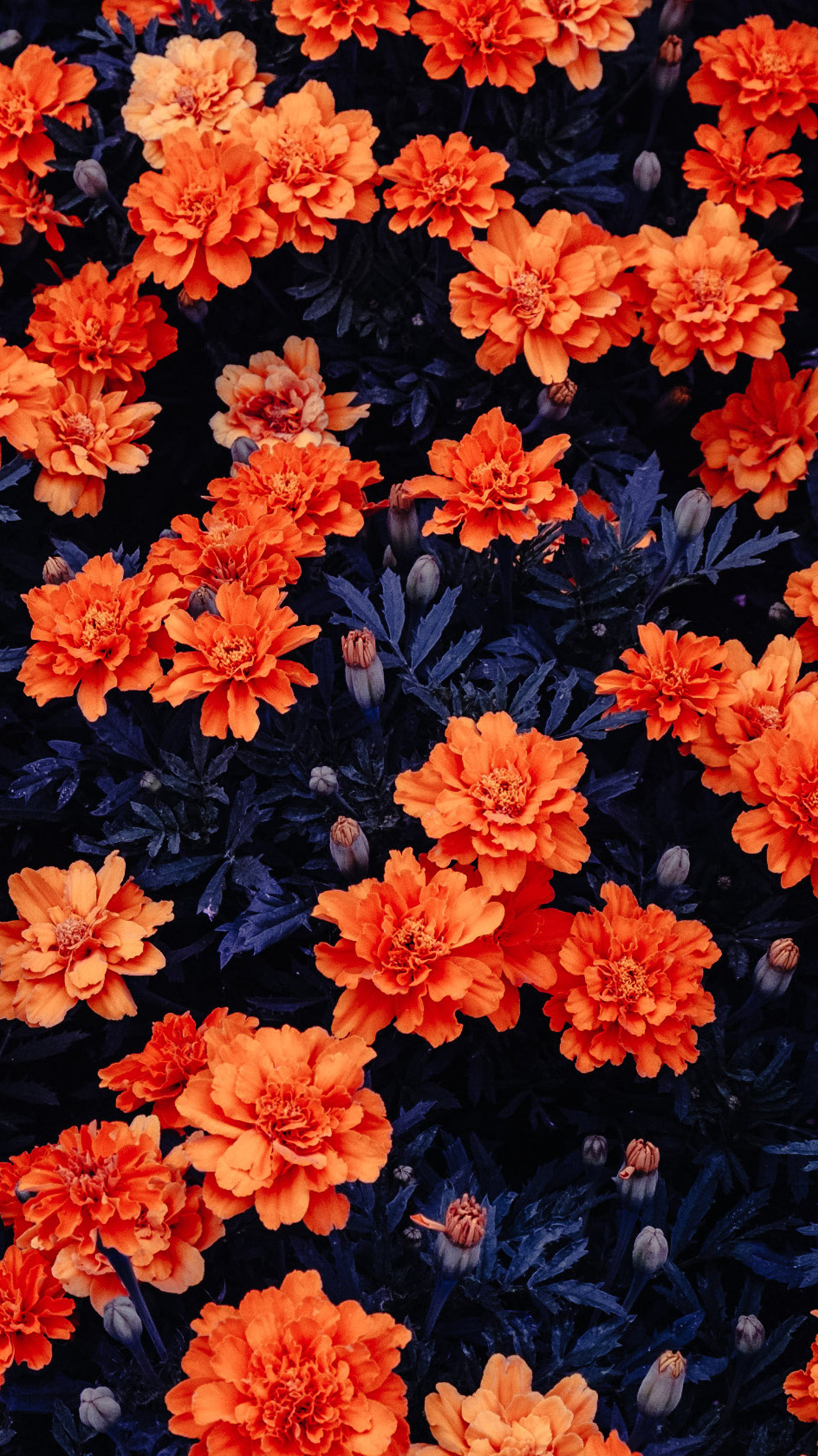 Orange Flowers Garden 4K Ultra HD Mobile Wallpaper
