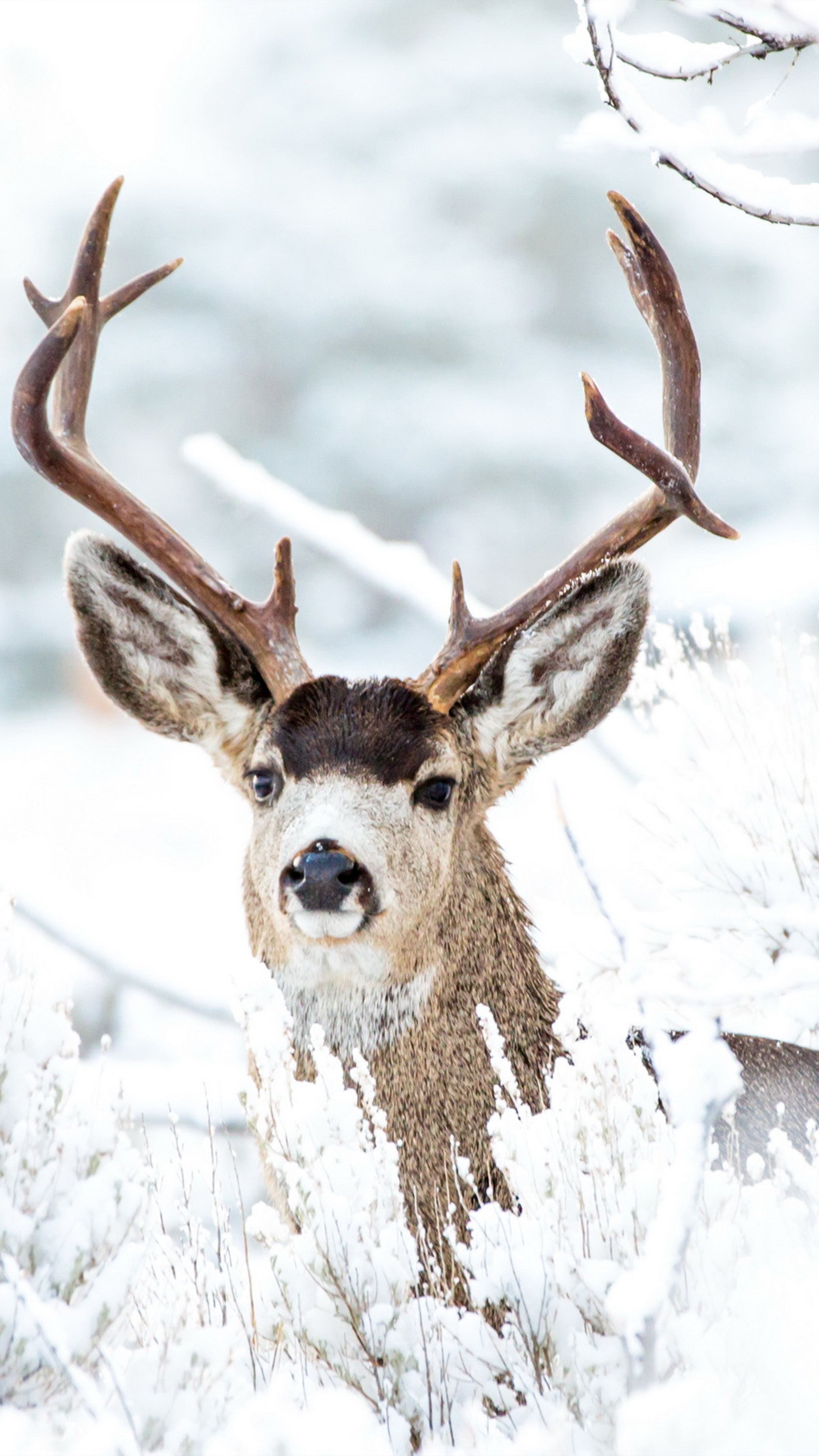 Deer Winter Snow 4K Ultra HD Mobile Wallpaper