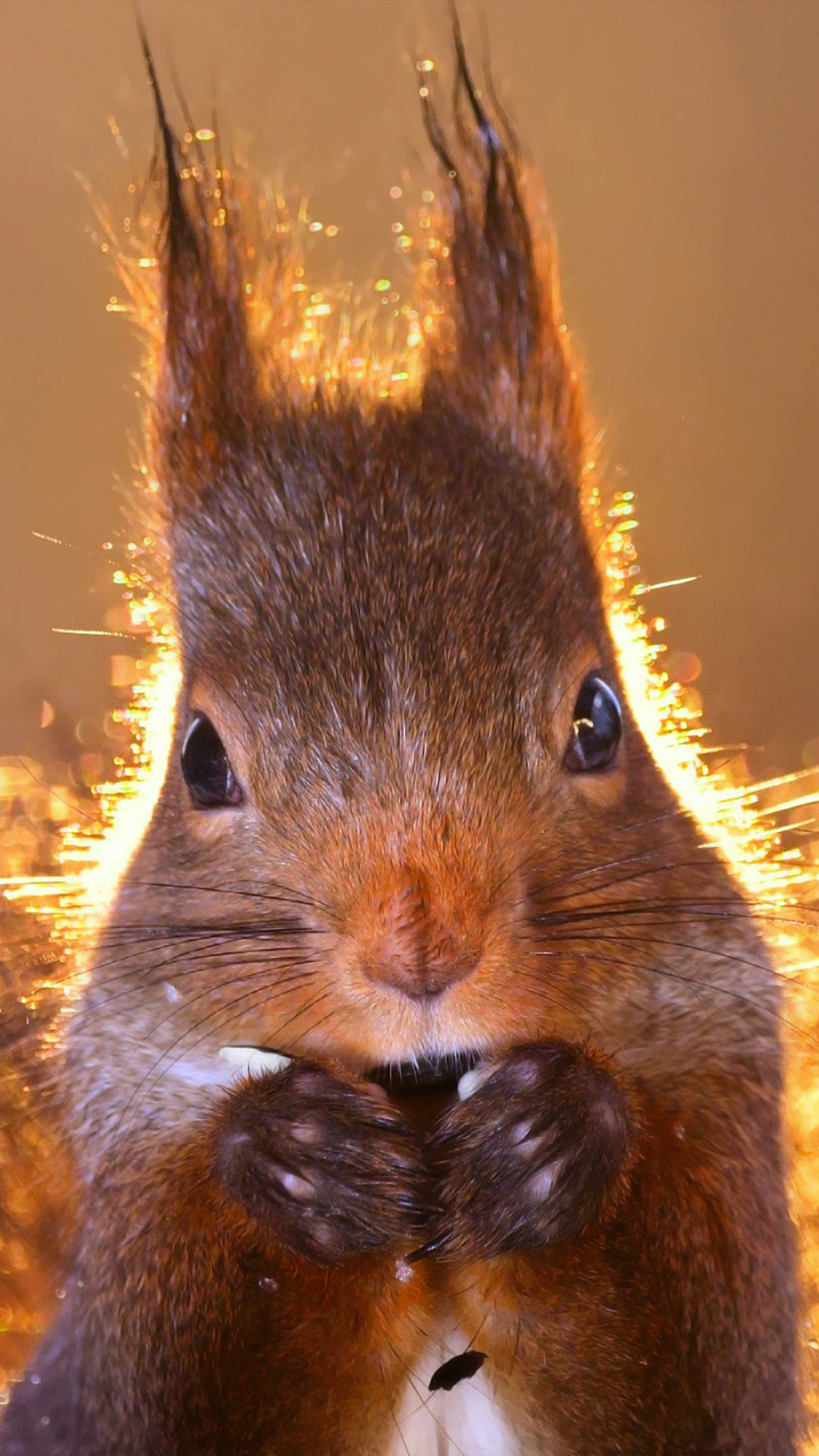 Squirrel Wildlife Close Click 4K Ultra HD Mobile Wallpaper