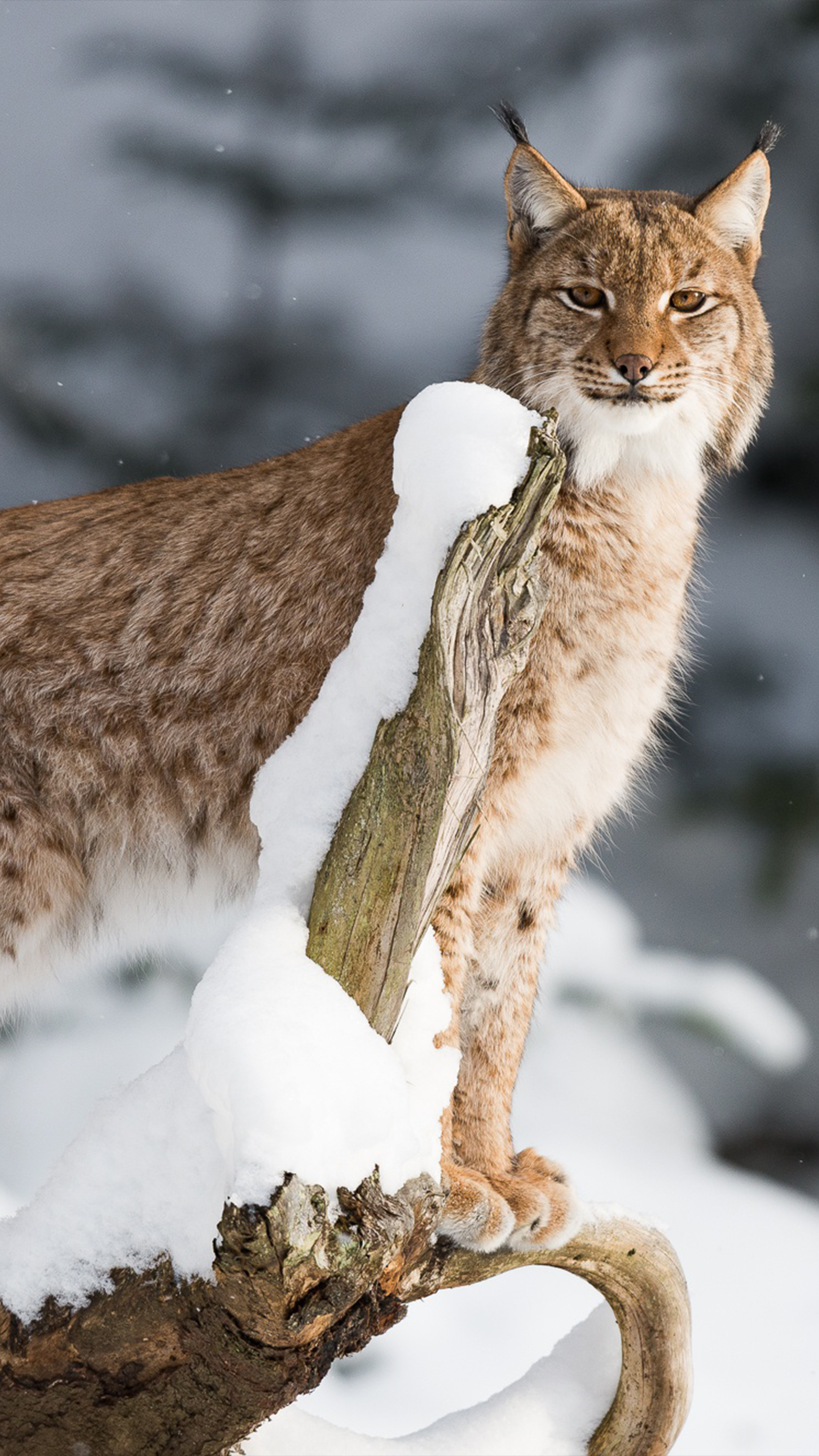 Lynx Big Cat Wildlife 4K Ultra HD Mobile Wallpaper