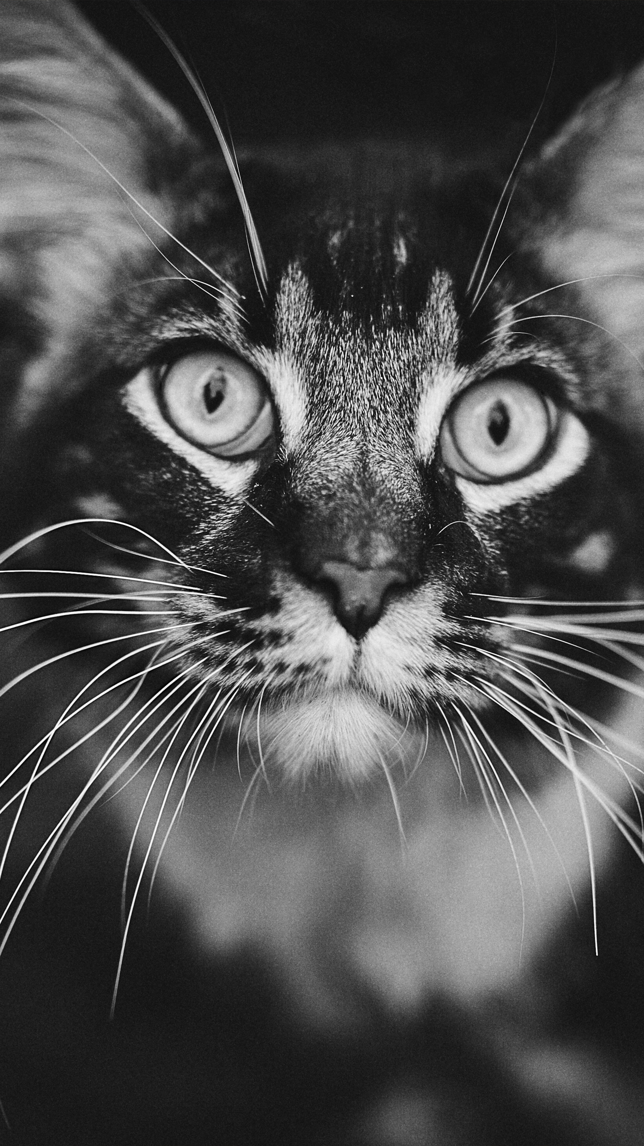 Featured image of post Iphone Black And White Cat Wallpaper : Click any of the tags below to browse for similar wallpapers and stock photos: