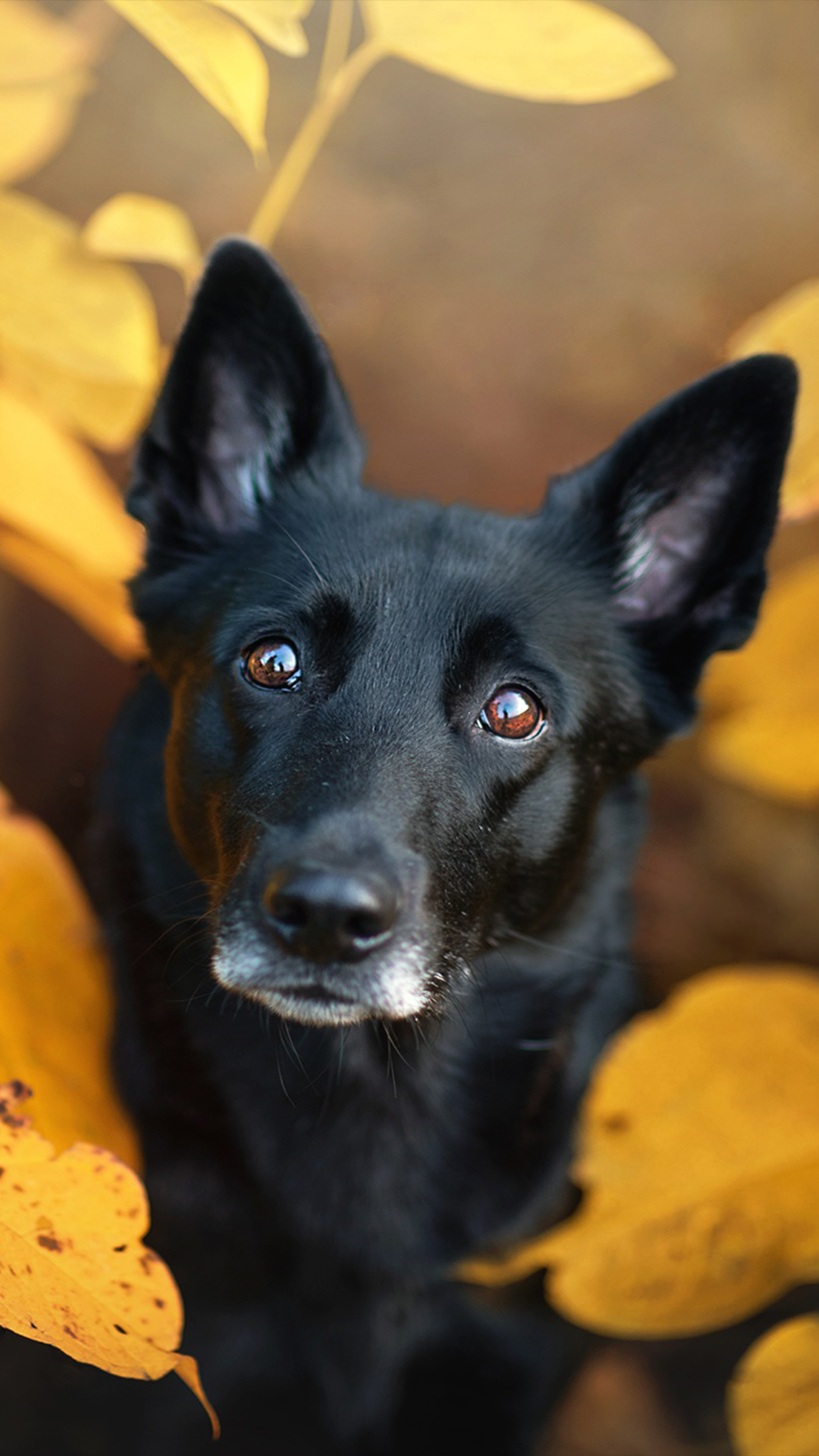 Black Pet Dog Leaves Fall 4K Ultra HD Mobile Wallpaper