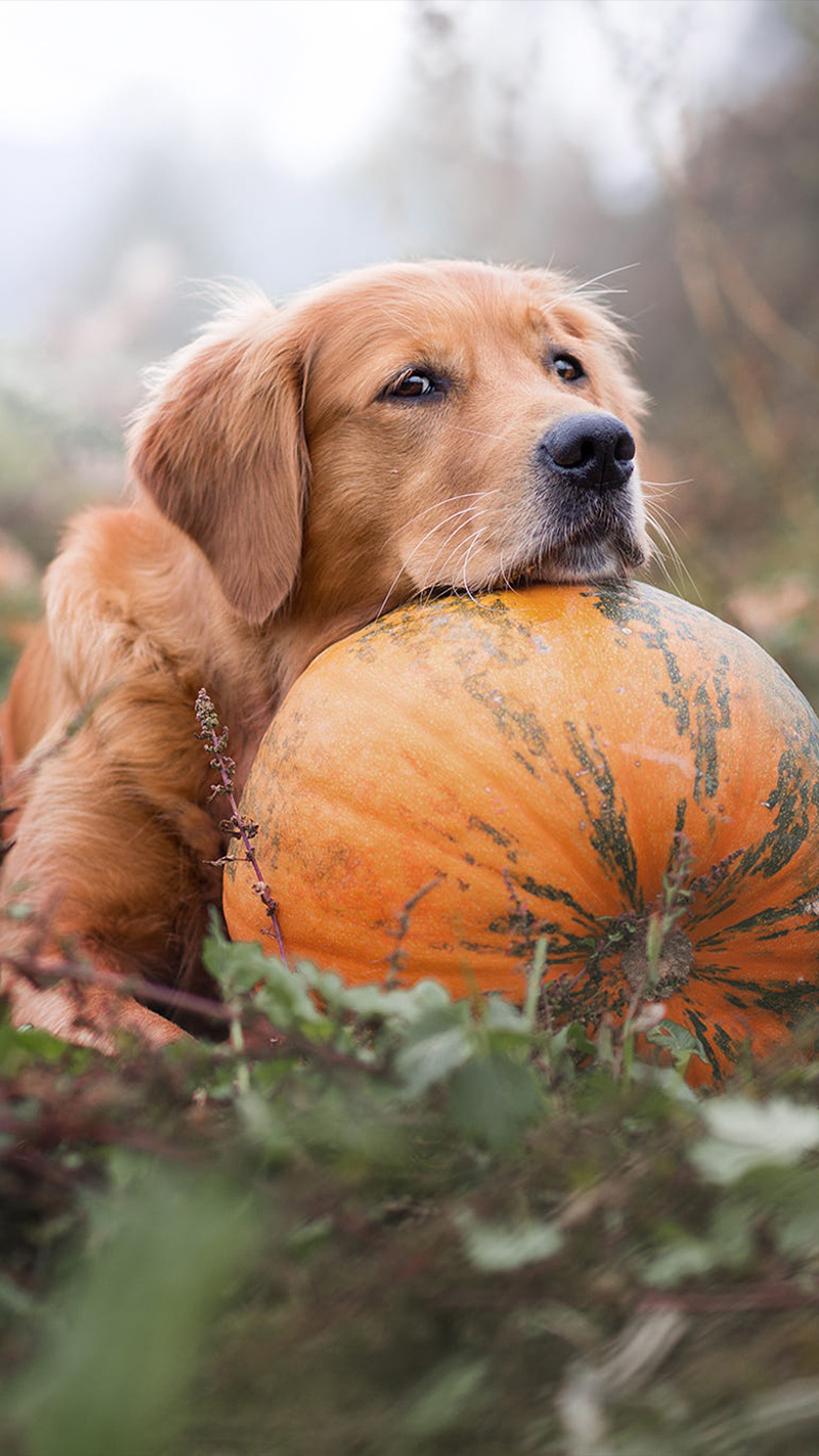 Golden Retriever Pet Dog Pumpkin 4K Ultra HD Mobile Wallpaper
