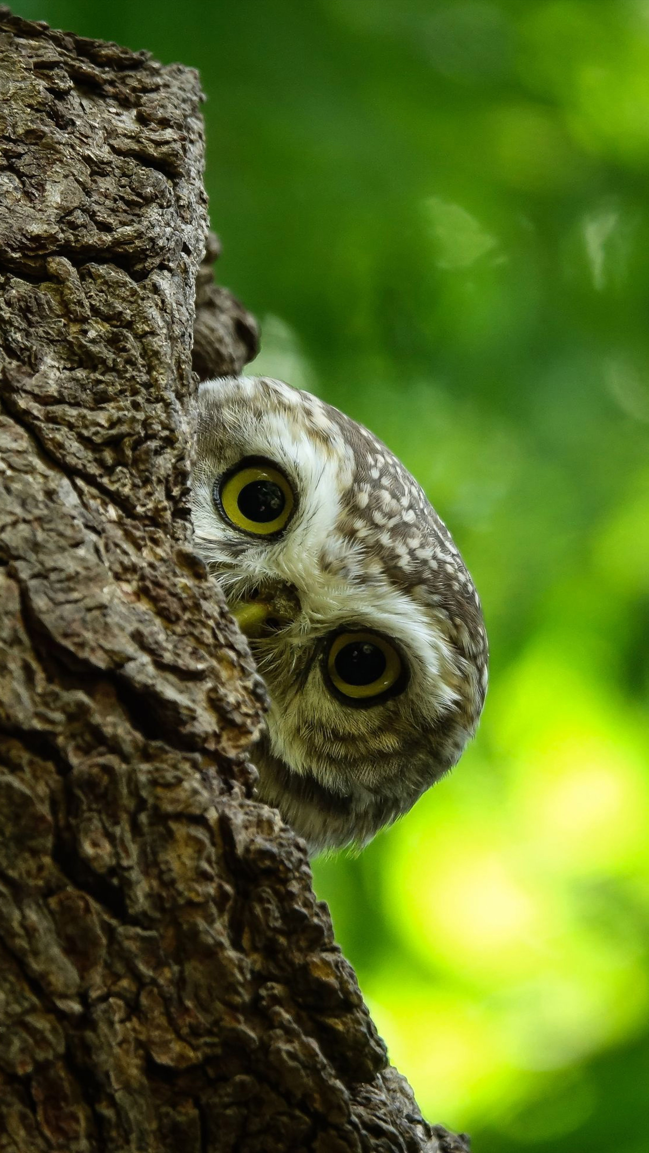 Owl Bird Stare Bokeh 4K Ultra HD Mobile Wallpaper