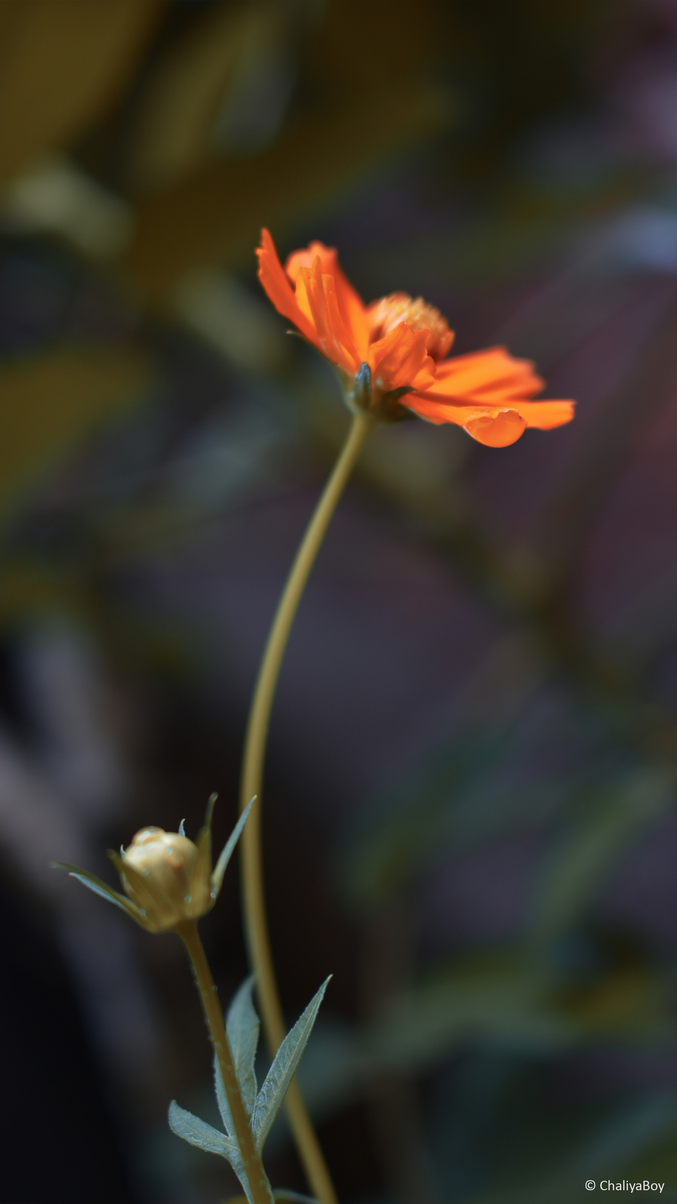 Coreopsis Tickseed Flower 4K Ultra HD Mobile Wallpaper