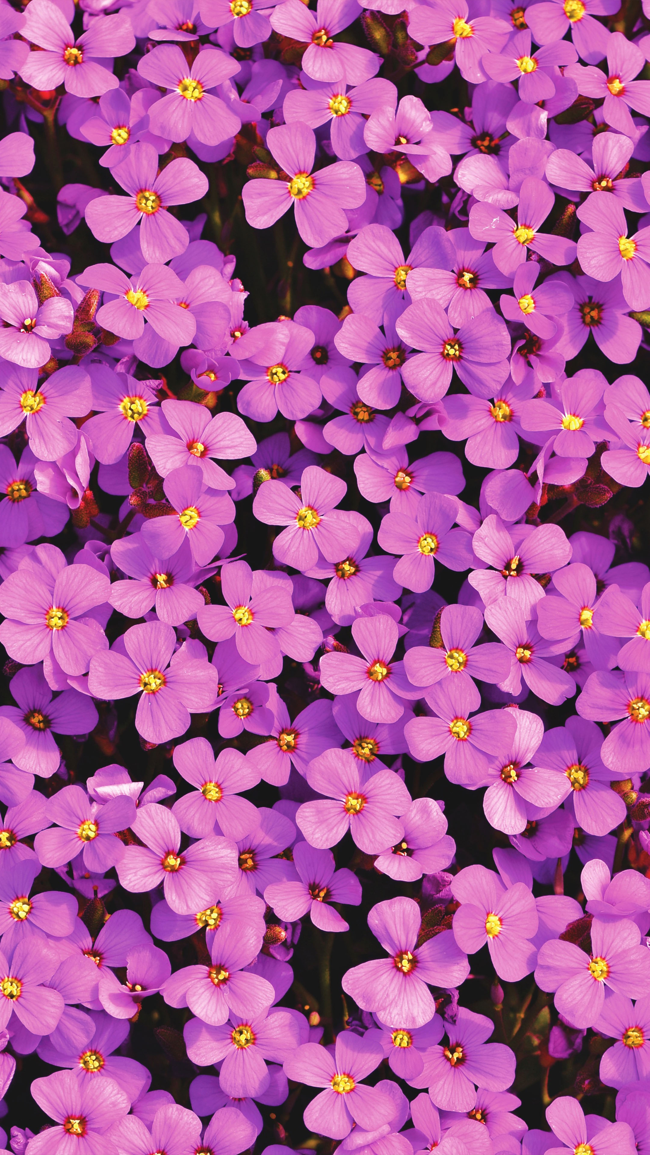 Purple Aubrieta Flowers 4K Ultra HD Mobile Wallpaper