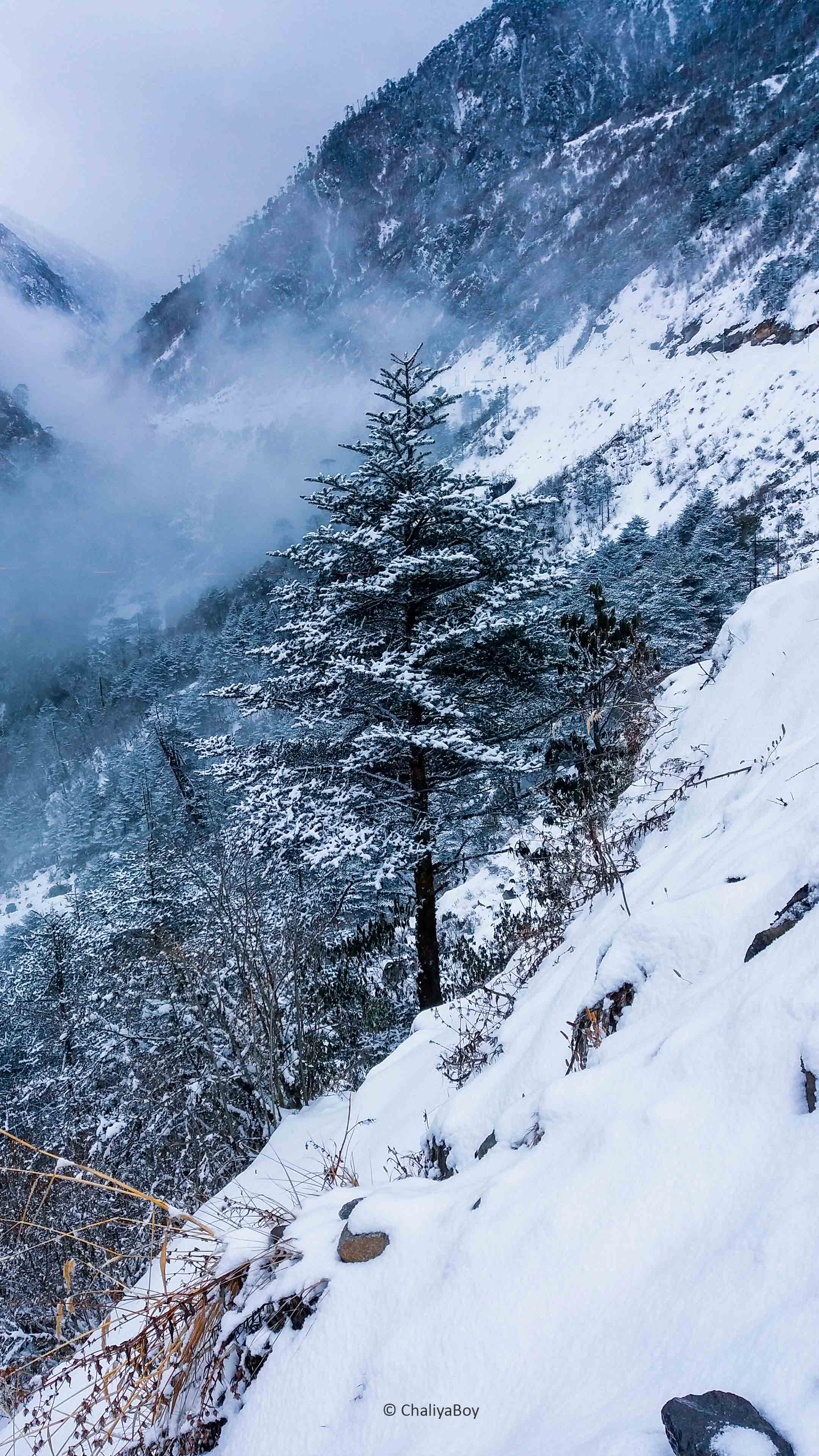 Pine Tree Winter Snow Hills 4K Ultra HD Mobile Wallpaper