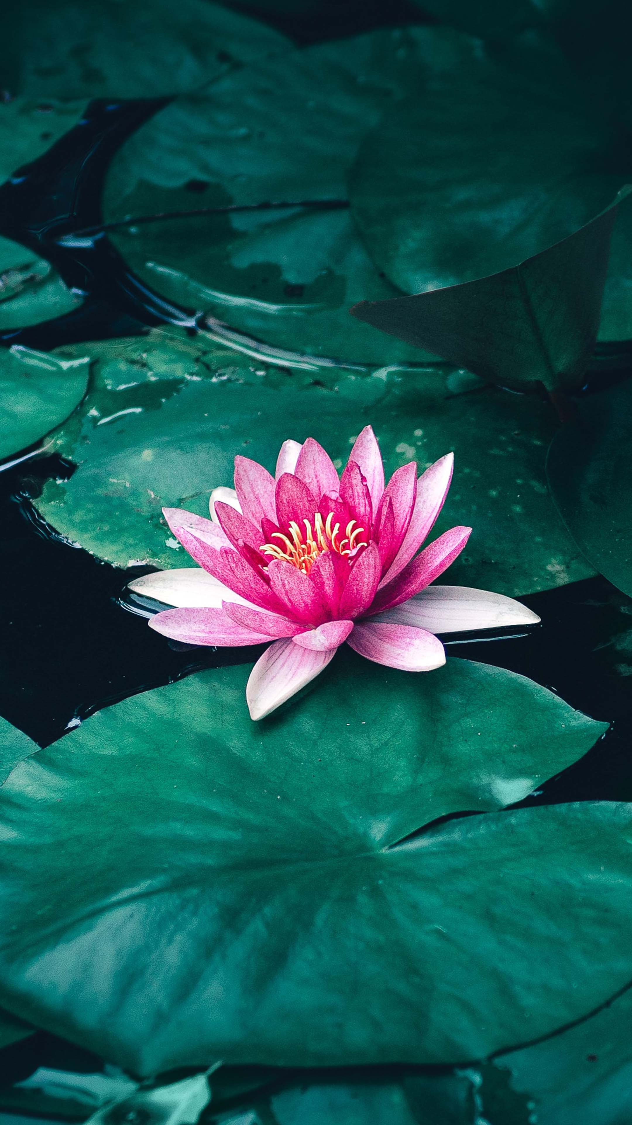 Lotus Flower Leaves Lake 4K Ultra HD Mobile Wallpaper