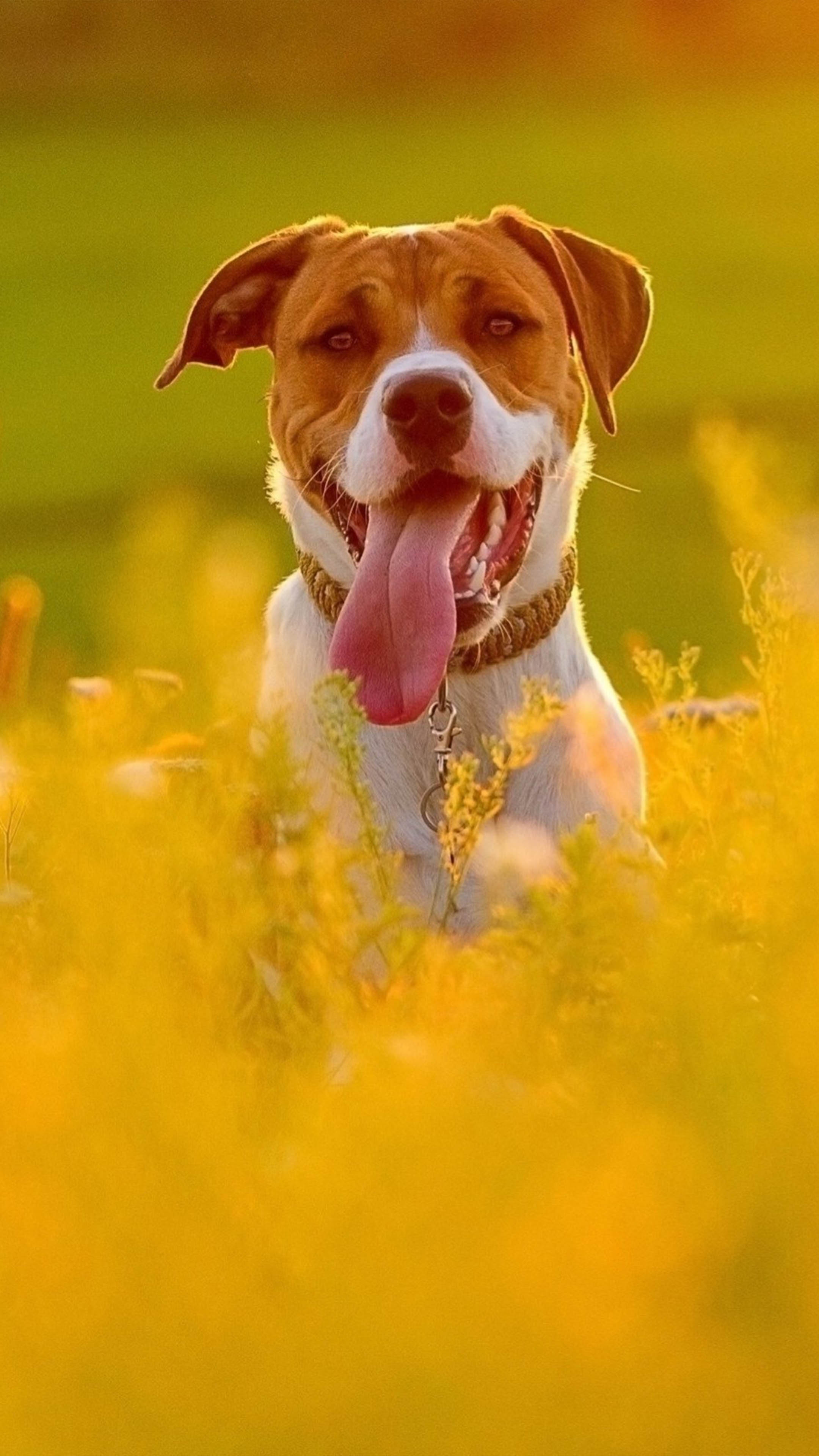 Dog In Yellow Flower Field 4K Ultra HD Mobile Wallpaper