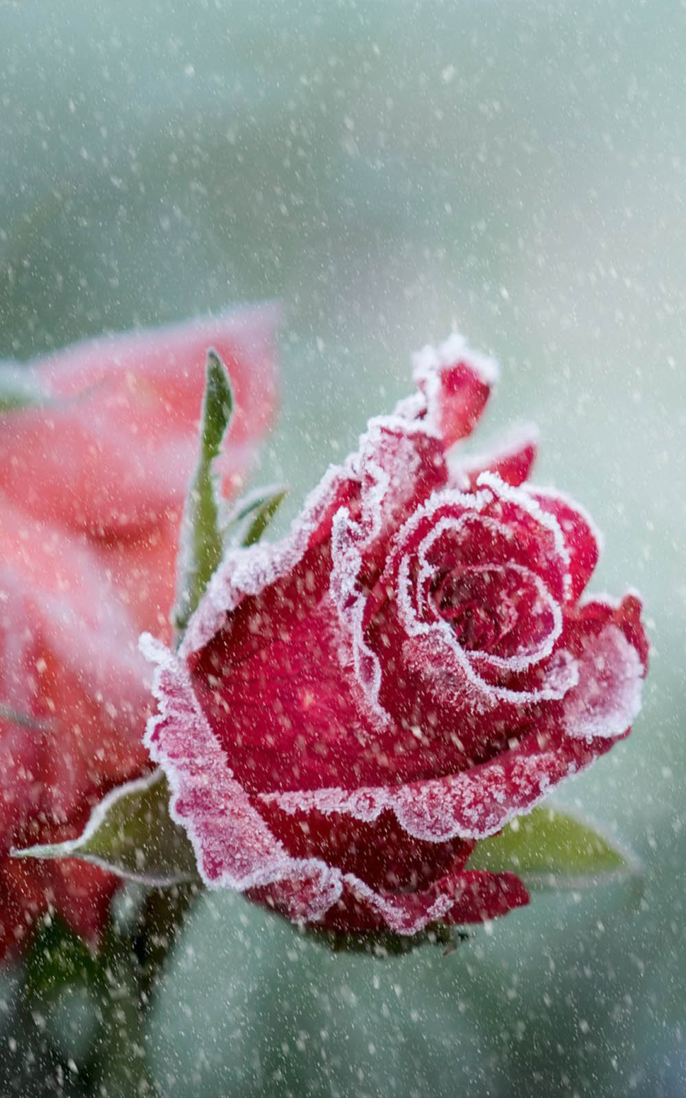 Frost Rose In Snowfall - Download Free HD Mobile Wallpapers