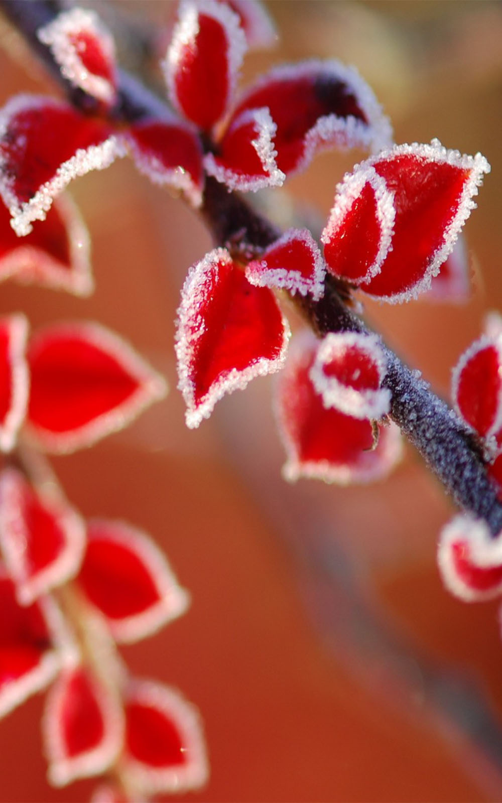 Frozen Red Leaves - Download Free HD Mobile Wallpapers