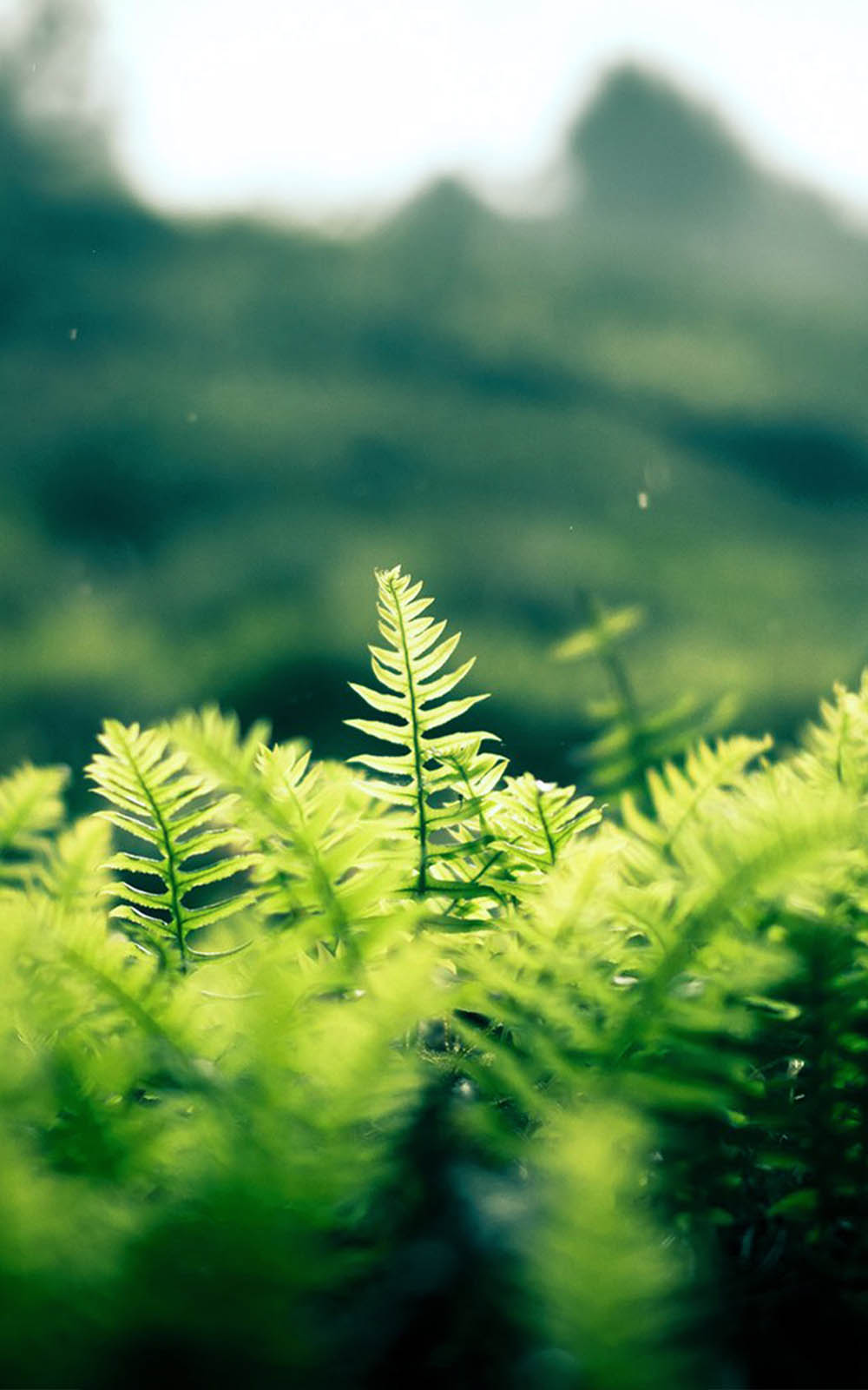 Fresh Morning Grass - Download Free HD Mobile Wallpapers