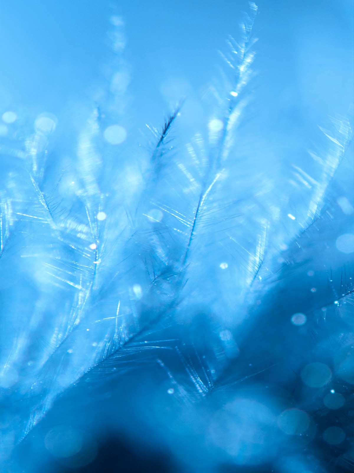 Blue Frozen Feathers 4K Ultra HD Mobile Wallpaper