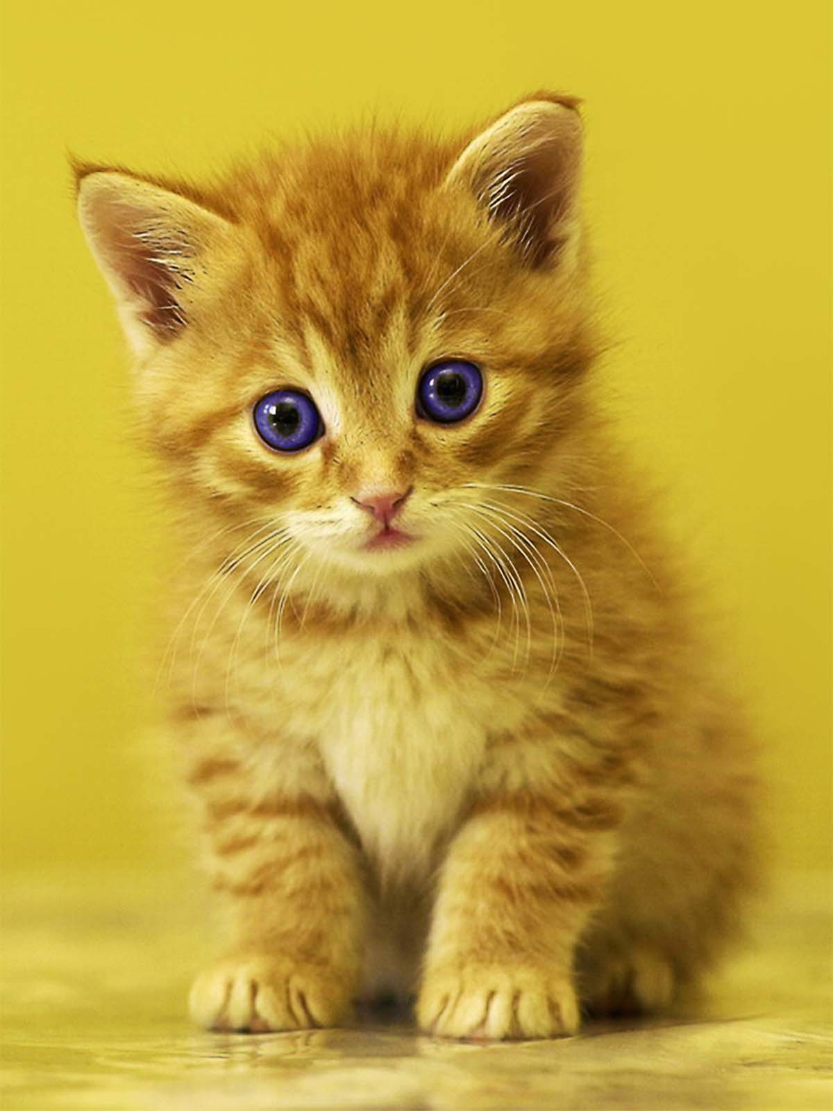 Sad Baby Kitten 4K Ultra HD Mobile Wallpaper