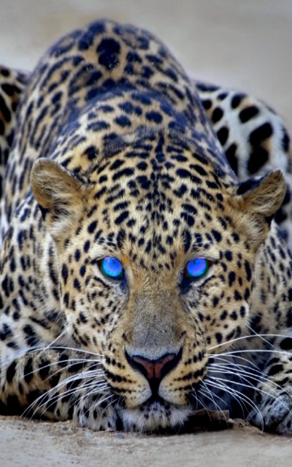 cheetah blue eyes