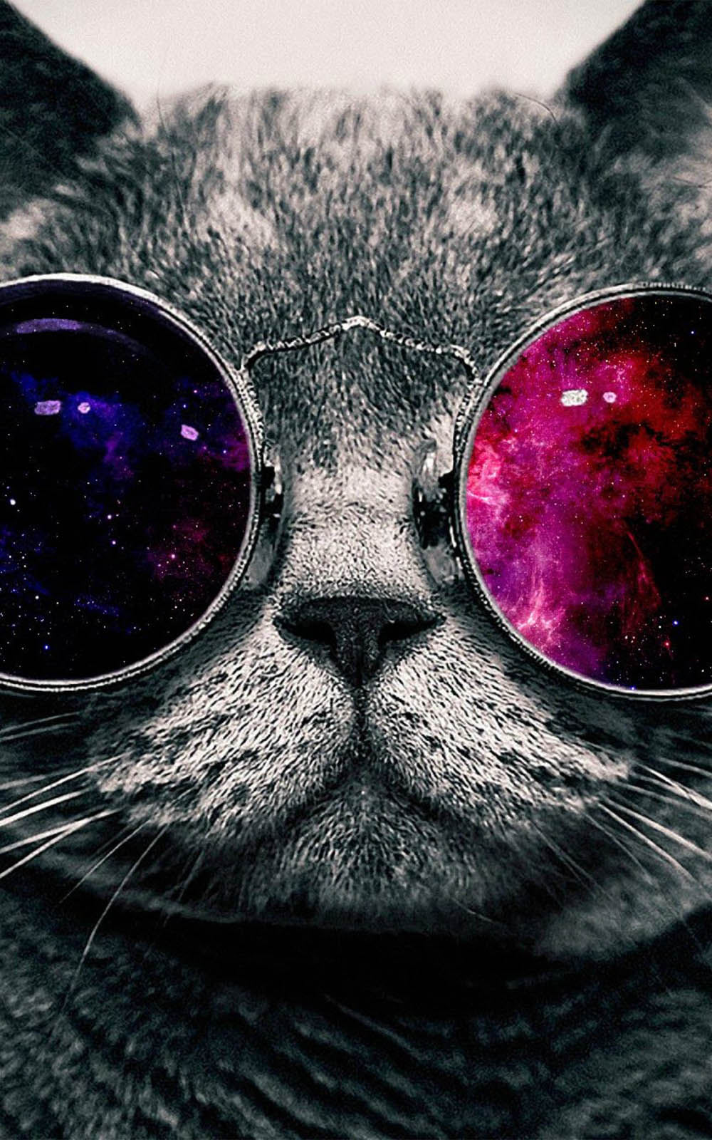 Cat Wearing Cool Spec - Download Free HD Mobile Wallpapers