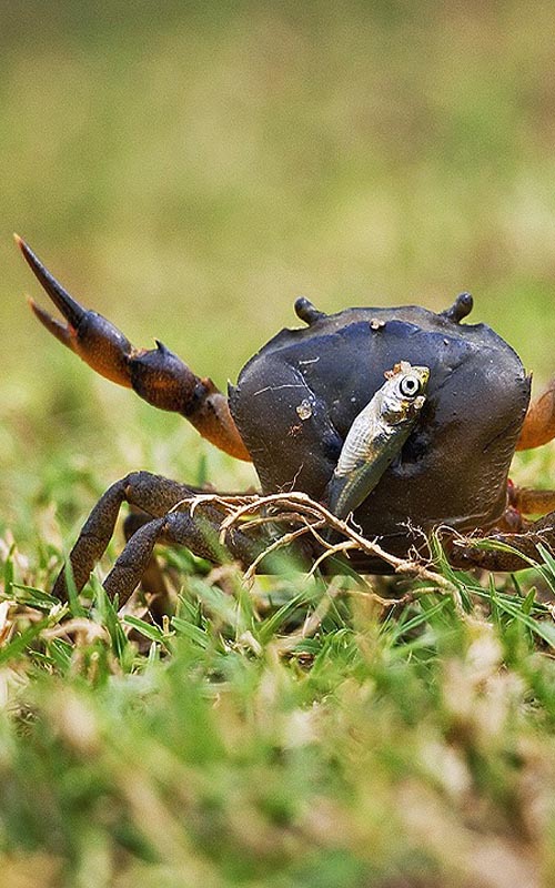 Fisher Crab