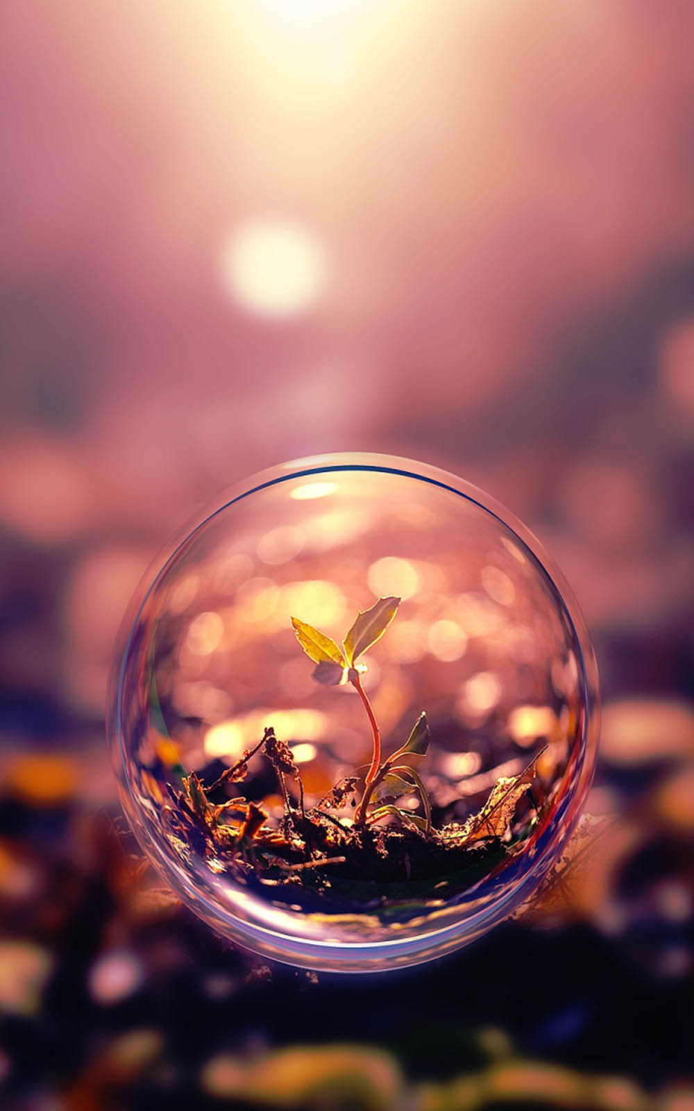 Plant In Water Balloon - Download Free HD Mobile Wallpapers