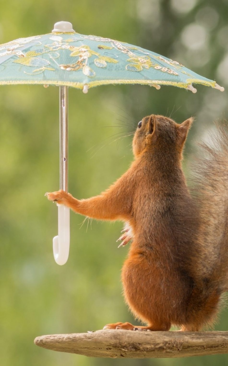 Squirrel With Umbrella