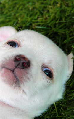 White Cute Puppy Preview