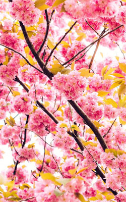 Beautiful Cherry Flowers Mobile Wallpaper Preview