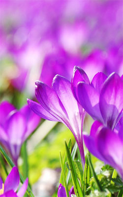 Beautiful Purple Crocus Flowers Mobile Wallpaper Preview