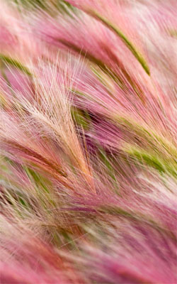 Pink Foxtail Barley Mobile Wallpaper Preview