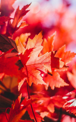 Red Foliage Leaves Mobile Wallpaper Preview