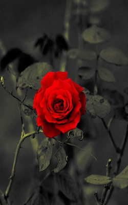 Red Rose - Download Free HD Mobile Wallpapers