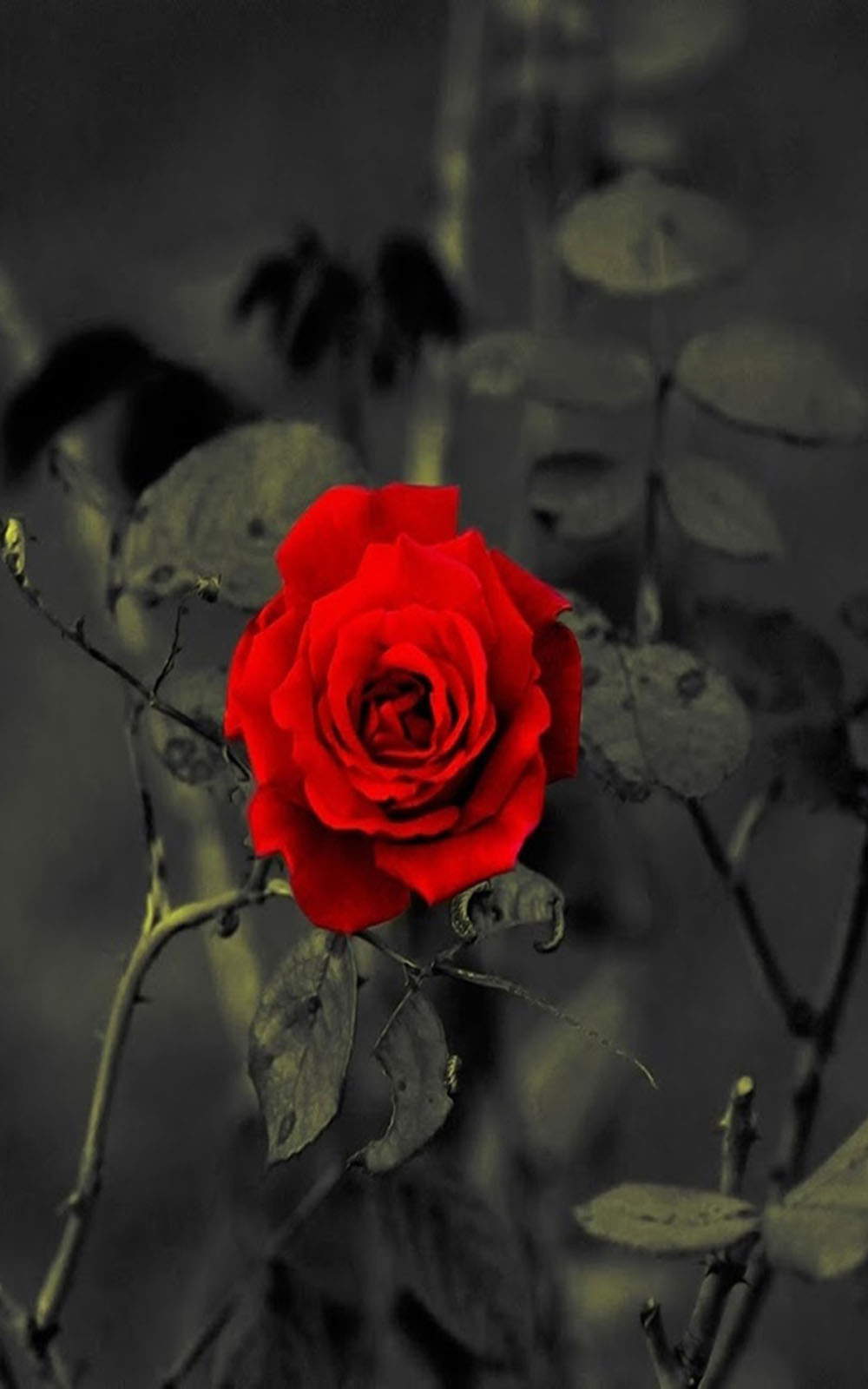 Red Rose Download Free Hd Mobile Wallpapers