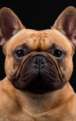 Sad Pug Dog Face Mobile Wallpaper Preview