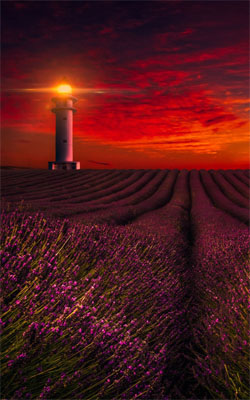 Sunset Lavender Field Lighthouse Mobile Wallpaper Preview