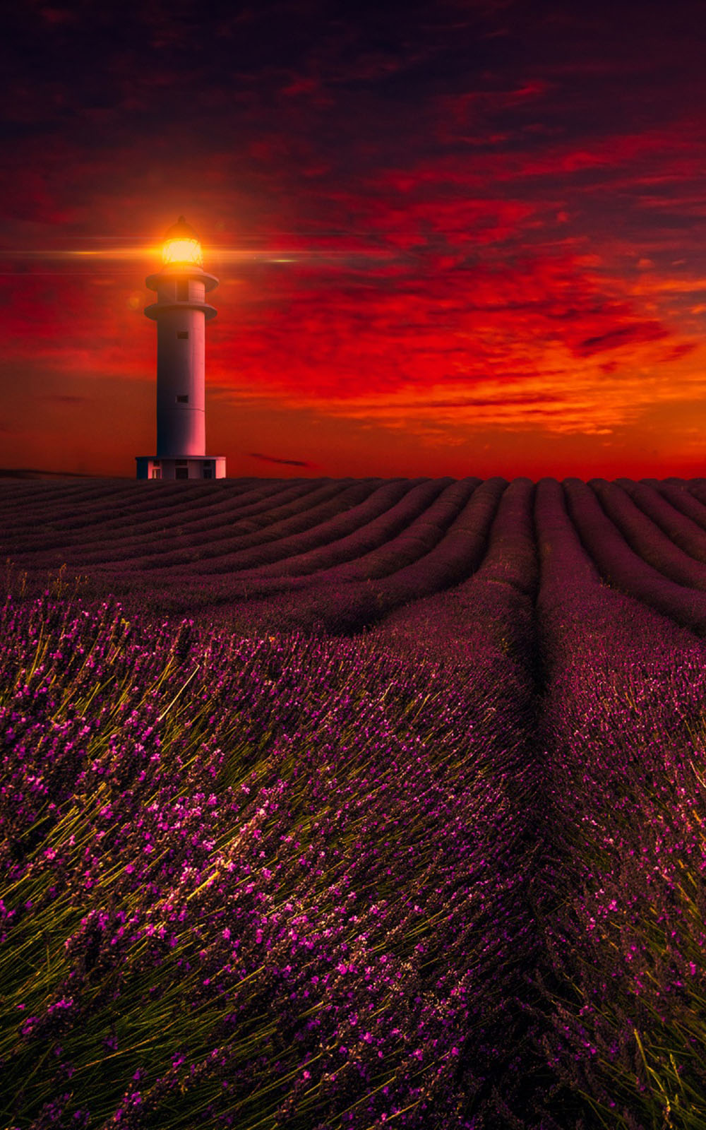 Lavender field glow shine lavender sunset fragrance nice sunrise  rows HD wallpaper  Peakpx
