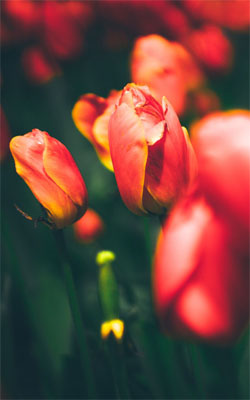 Tulips Mobile Wallpaper Preview