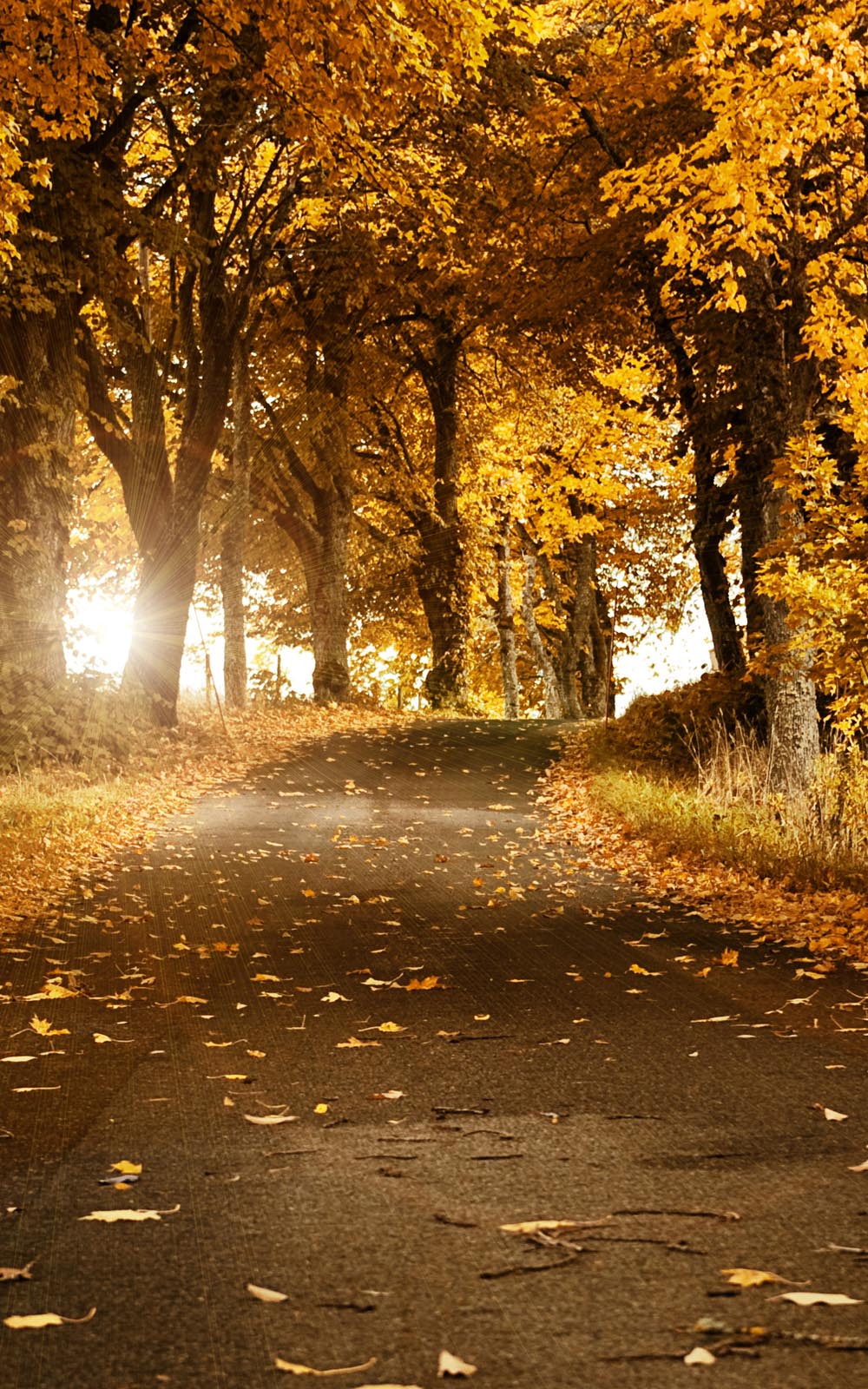 Wonderful Autumn Fall Road - Download Free HD Mobile Wallpapers