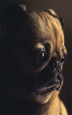 Sad Puppy Face Mobile Wallpaper Preview