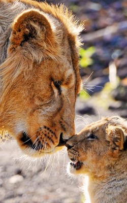 Lion Dad and Son Mobile Wallpaper Preview