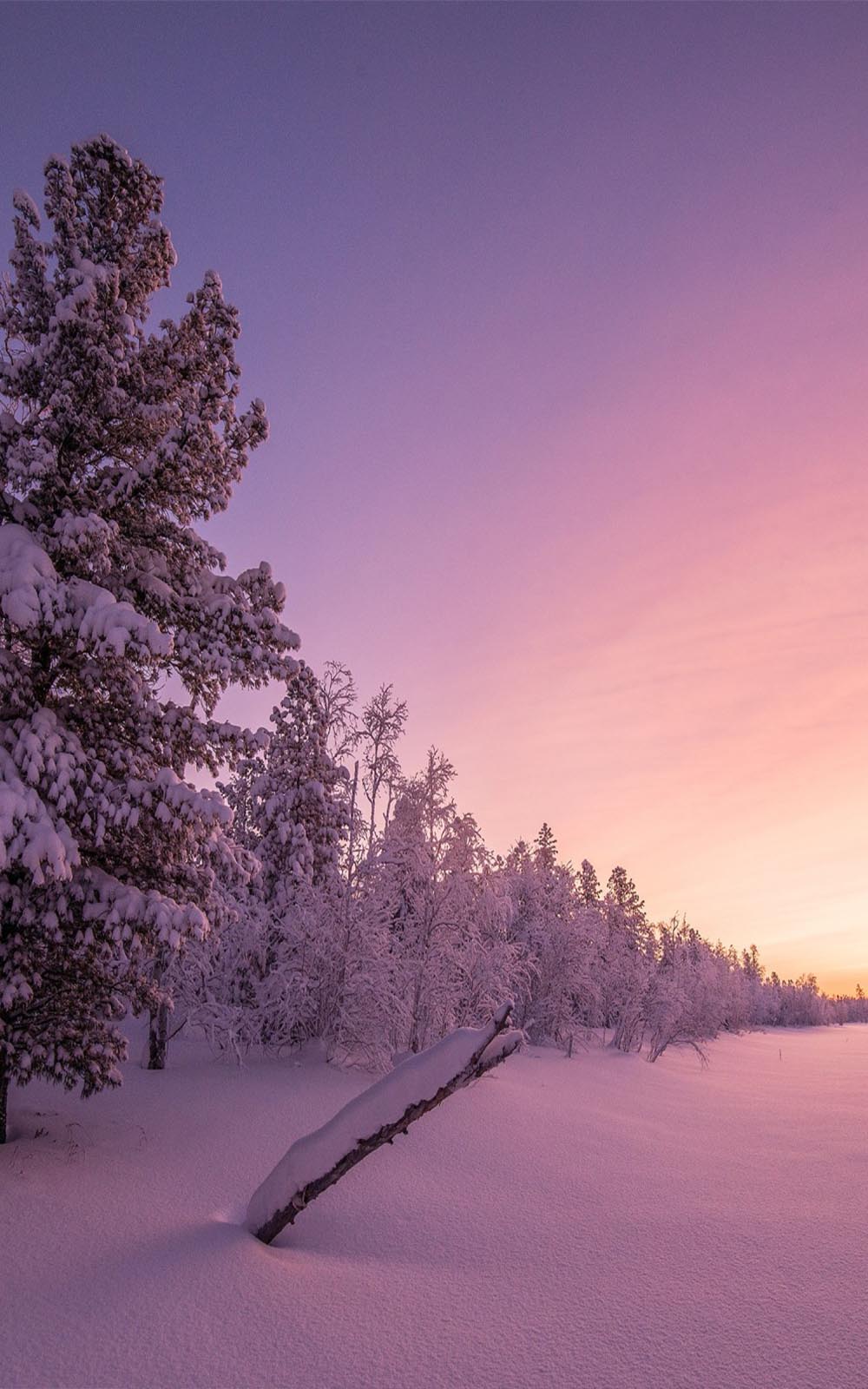 Sunrise in Frozen Forest - Download Free HD Mobile Wallpapers