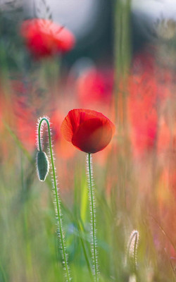 Beautiful Red Poppies Mobile Wallpaper Preview