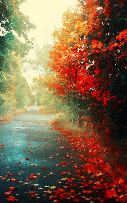 Beautiful Winter Fall Road Mobile Wallpaper Preview