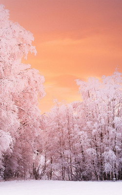 Heavenly Winter Forest Sunset Mobile Wallpaper Preview