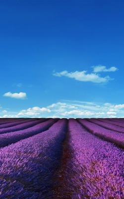 Purple Lavender Fields Mobile Wallpaper Preview