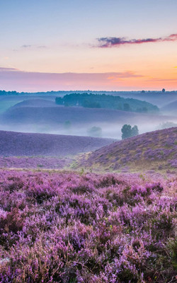 Sea of Purple Landscape - Download Free HD Mobile Wallpapers