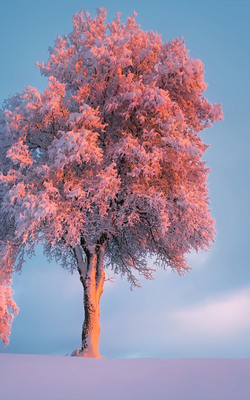 Trees Snowy Winter Sunset Mobile Wallpaper Preview