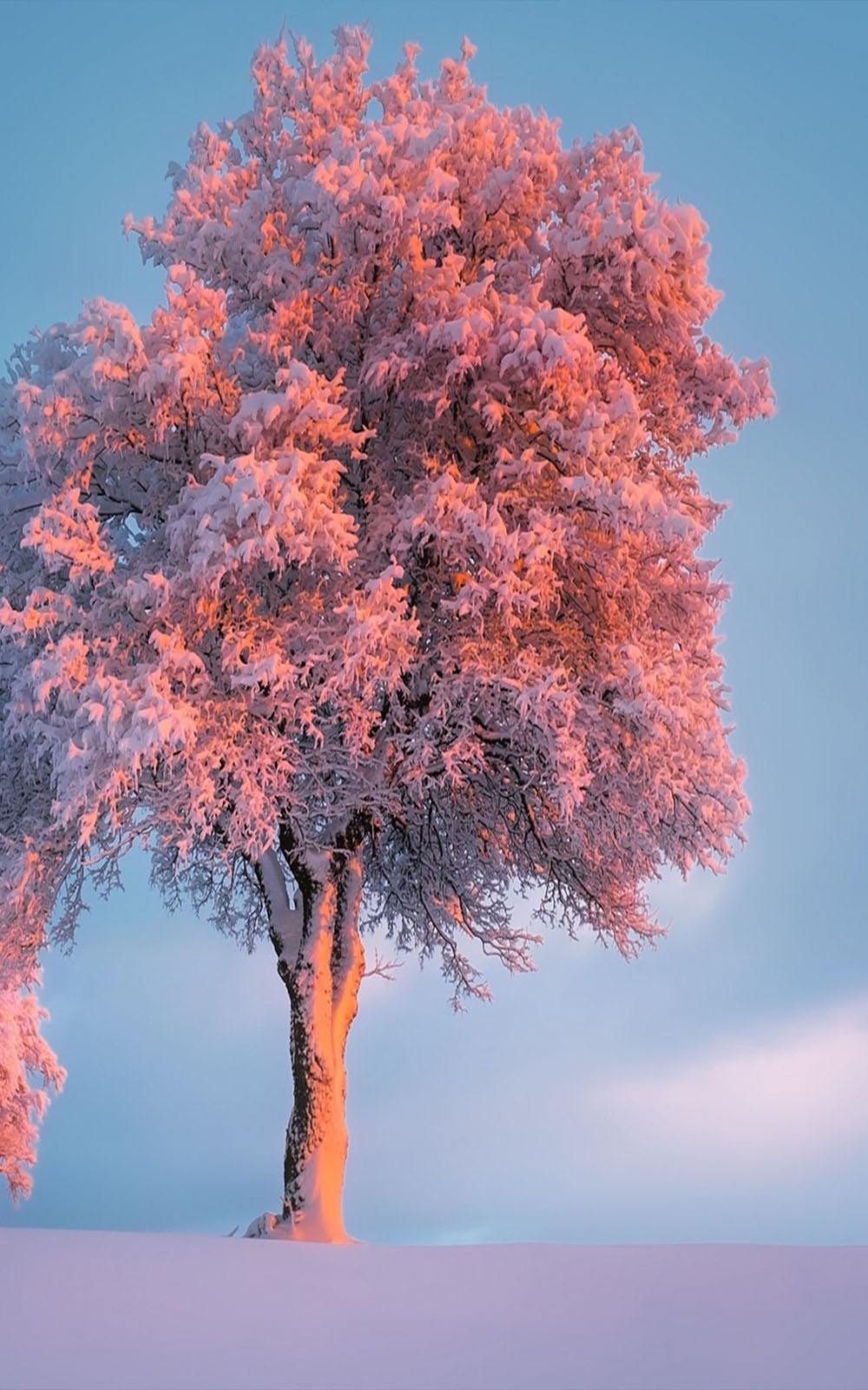 Trees Snowy Winter Sunset - Download Free HD Mobile Wallpapers