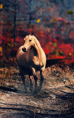 Horse Alone In Forest Mobile Wallpaper Preview