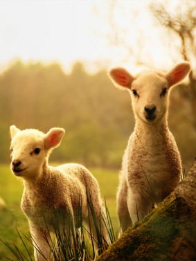 Adorable Baby Sheep HD Mobile Wallpaper Preview