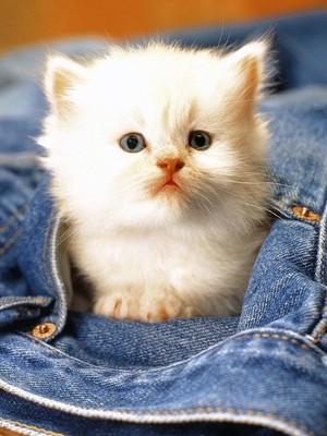 Adorable Innocent White Kitten HD Mobile Wallpaper Preview