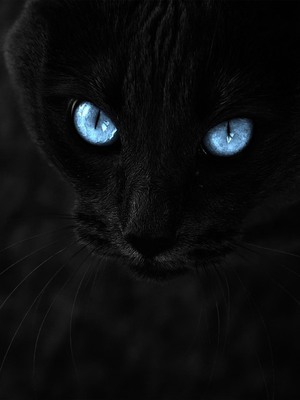 Black Cat With Blue Eyes HD Mobile Wallpaper Preview